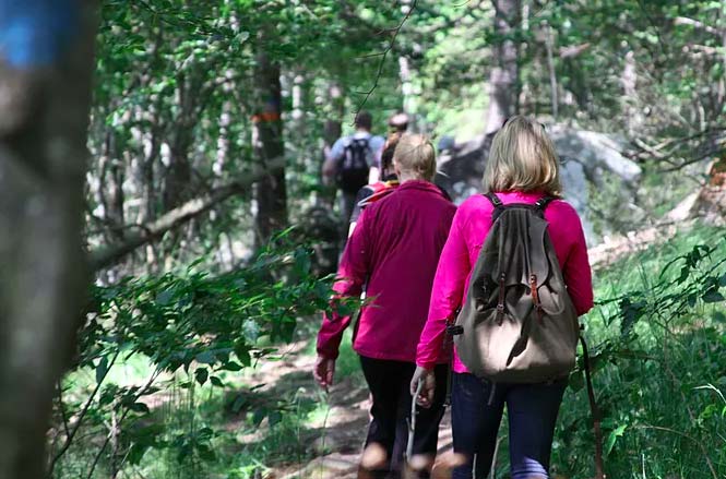 Naturskön vandring i Omberg där man ser ryggen på flera personer som går längs stigen